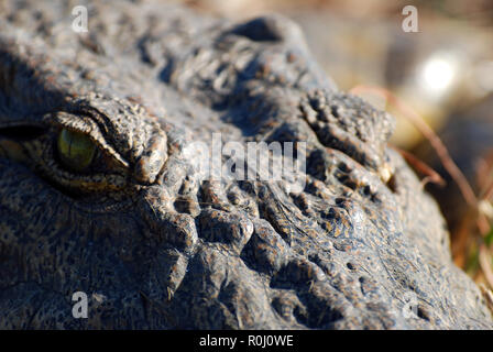 Schließen Sie das Krokodil Auge Botswana Stockfoto