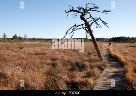 Holz- Board Walk über Wasser wiesen im Spätherbst, klarer blauer Himmel, goldenen Farben des späten Nachmittags Sonne. Still Waters Thursley gemeinsamen. Stockfoto