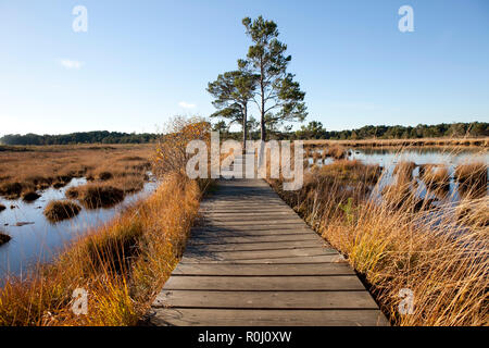 Holz- Board Walk über Wasser wiesen im Spätherbst, klarer blauer Himmel, goldenen Farben des späten Nachmittags Sonne. Still Waters Thursley gemeinsamen. Stockfoto