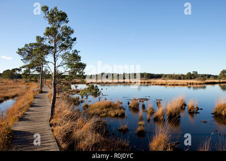 Holz- Board Walk über Wasser wiesen im Spätherbst, klarer blauer Himmel, goldenen Farben des späten Nachmittags Sonne. Still Waters Thursley gemeinsamen. Stockfoto