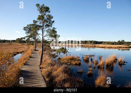 Holz- Board Walk über Wasser wiesen im Spätherbst, klarer blauer Himmel, goldenen Farben des späten Nachmittags Sonne. Still Waters Thursley gemeinsamen. Stockfoto