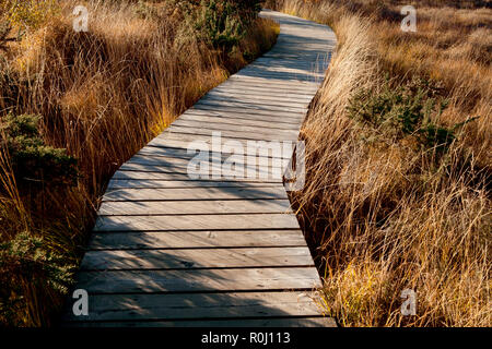 Holz- Board Walk über Wasser wiesen im Spätherbst, klarer blauer Himmel, goldenen Farben des späten Nachmittags Sonne. Still Waters Thursley gemeinsamen. Stockfoto