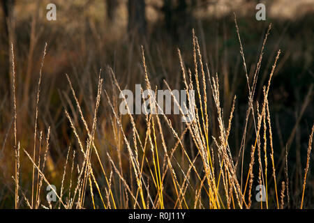 Langes Gras am späten Nachmittag Sonne, goldene natürliche Farben mit verschwommenen Hintergrund. Stockfoto