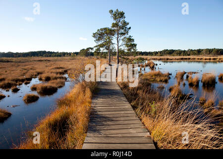 Holz- Board Walk über Wasser wiesen im Spätherbst, klarer blauer Himmel, goldenen Farben des späten Nachmittags Sonne. Still Waters Thursley gemeinsamen. Stockfoto