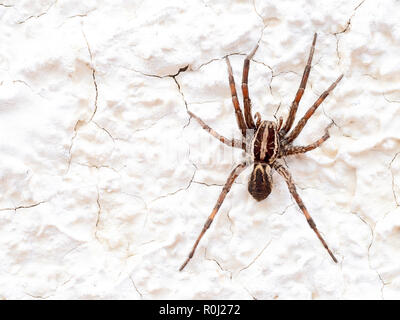 Europäische Wolf Spider oder falsch Tarantula Hogna radiata. Makro. Auf der weißen Wand. Stockfoto