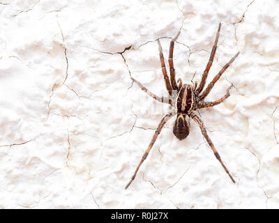 Europäische Wolf Spider oder falsch Tarantula Hogna radiata. Makro. An der Wand.