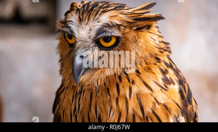 Räuber in seiner vollen Herrlichkeit Stockfoto