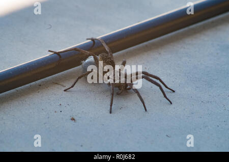 Huntsman ziehen eggsack auf einer Betonplatte in south east Queensland Stockfoto