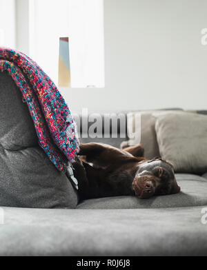 Süße Labrador schlafend auf dem Sofa Stockfoto