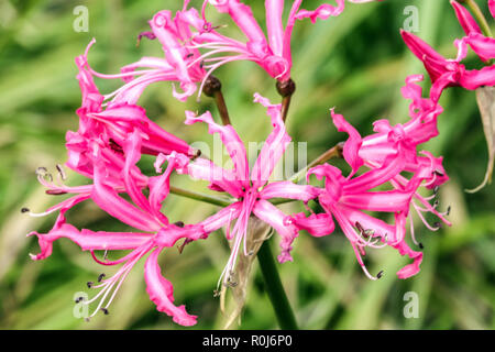"Nerine" bowdenii, Guernsey Lily Stockfoto
