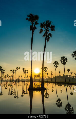 Silhouette von Twin palmyra Palm oder toddy Palmen und ihre Überlegungen in das Feld während einer frühen schöne Dämmerung mit bunten Himmel Stockfoto