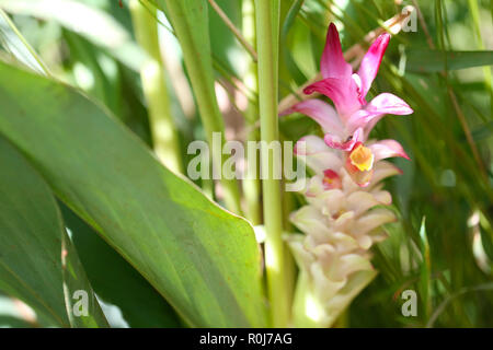 Krachai Blume oder Curcuma sparganifolia Gagnep Blüte im Regenwald, bunten tropischen Blumen in Thailand. Stockfoto