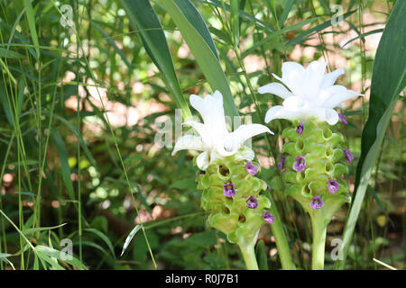 Krachai Blume oder Curcuma sparganifolia Gagnep Blüte im Regenwald, bunten tropischen Blumen in Thailand. Stockfoto