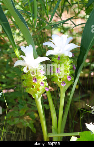 Krachai Blume oder Curcuma sparganifolia Gagnep Blüte im Regenwald, bunten tropischen Blumen in Thailand. Stockfoto