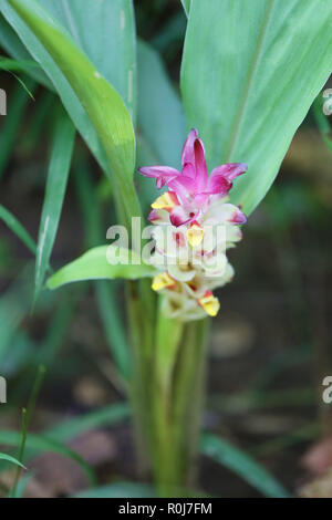 Krachai Blume oder Curcuma sparganifolia Gagnep Blüte im Regenwald, bunten tropischen Blumen in Thailand. Stockfoto