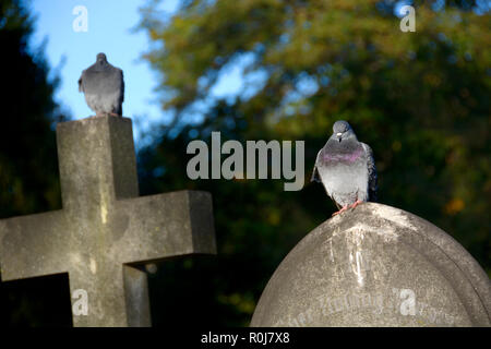 Tauben auf Grabsteine in die Brompton Friedhof (Kensington und Chelsea) London, England, UK thront. Stockfoto