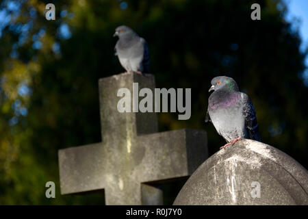 Tauben auf Grabsteine in die Brompton Friedhof (Kensington und Chelsea) London, England, UK thront. Stockfoto