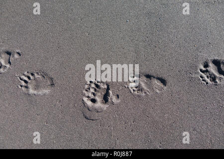 Bear Paw prints in den Sand, Lost Coast, Kalifornien Stockfoto