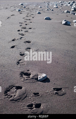 Bear Paw prints in den Sand, Lost Coast, Kalifornien Stockfoto