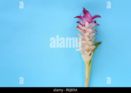 Krachai Blume oder Curcuma sparganifolia Gagnep in der Blüte auf blauem Hintergrund und haben Sie Platz für Ihre Konstruktion. Stockfoto