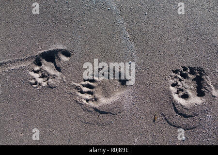 Bear Paw prints in den Sand, Lost Coast, Kalifornien Stockfoto