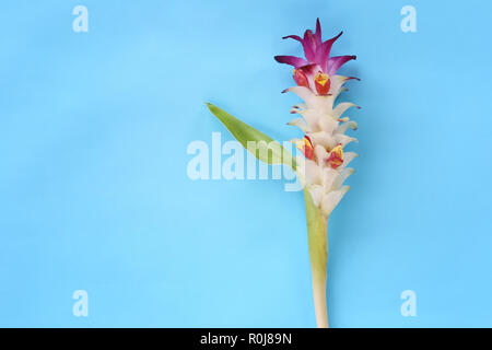 Krachai Blume oder Curcuma sparganifolia Gagnep in der Blüte auf blauem Hintergrund und haben Sie Platz für Ihre Konstruktion. Stockfoto