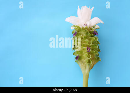 Krachai Blume oder Curcuma sparganifolia Gagnep in der Blüte auf blauem Hintergrund und haben Sie Platz für Ihre Konstruktion. Stockfoto