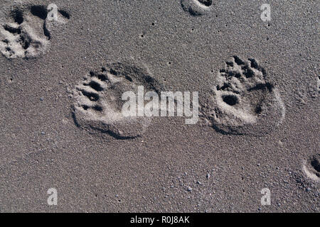 Bear Paw prints in den Sand, Lost Coast, Kalifornien Stockfoto