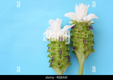 Krachai Blume oder Curcuma sparganifolia Gagnep in der Blüte auf blauem Hintergrund und haben Sie Platz für Ihre Konstruktion. Stockfoto