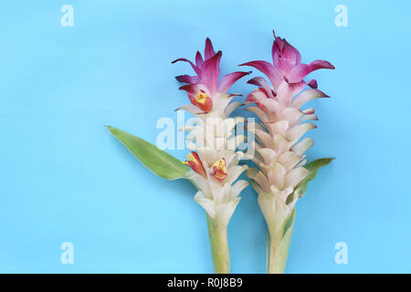 Krachai Blume oder Curcuma sparganifolia Gagnep in der Blüte auf blauem Hintergrund und haben Sie Platz für Ihre Konstruktion. Stockfoto