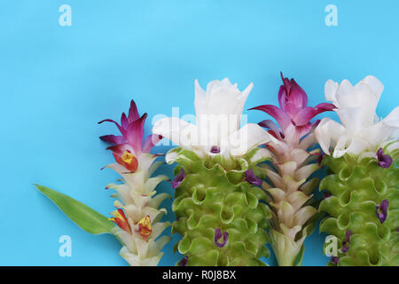 Krachai Blume oder Curcuma sparganifolia Gagnep in der Blüte auf blauem Hintergrund und haben Sie Platz für Ihre Konstruktion. Stockfoto