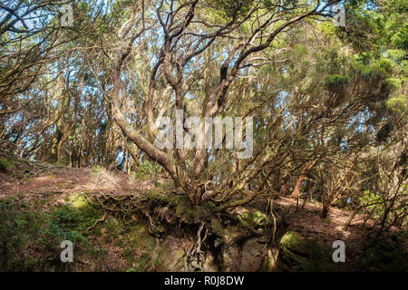 Wald Querschnitt, Wurzeln und Laurel Baum im Wald Stockfoto