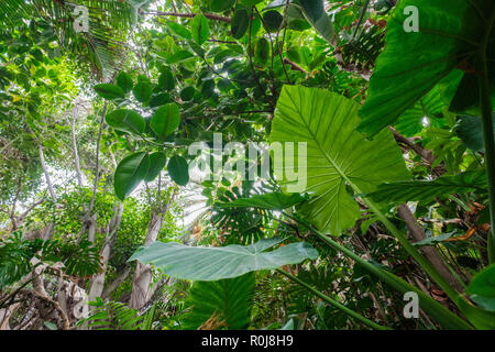 Tropische Pflanzen in Wald oder Dschungel / Regenwald Landschaft Stockfoto