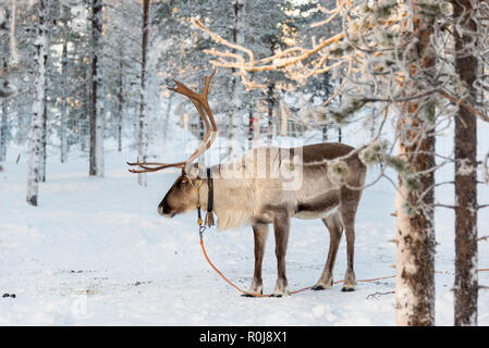 Rentier im Winter, Lappland, Finnland Stockfoto