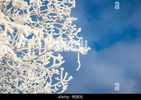 Verschneiter Baum von unten, blaue Himmel Hintergrund Stockfoto