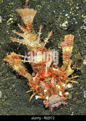 Spiny Devilfish, bärtigen Ghoul oder Dämon Stinger (Inimicus didactylus), des Meeresgrundes, Sulawesi, Indonesien Stockfoto