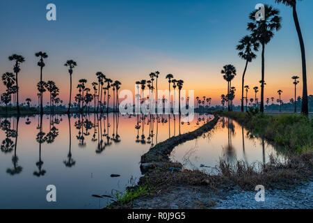 Silhouette von Palmyra Palm oder toddy Palmen und ihre Überlegungen in das Feld während einer frühen schöne Dämmerung mit bunten Himmel Stockfoto