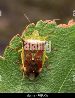 Dorsalansicht der Birke Shieldbug (Elasmostethus interstinctus) auf Birke Blatt. Tipperary, Irland Stockfoto