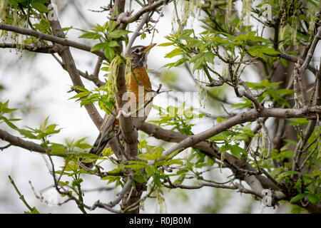 Amerikanischer mann Robin, thront auf dem Ast eines Baumes im Frühjahr Stockfoto