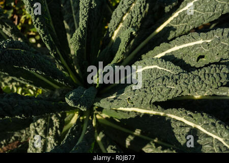Blick von oben auf die dekorative grüne Pflanze mit langen strukturierte Blätter. Stockfoto