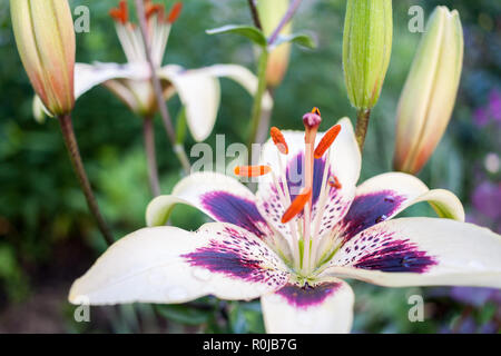 Close-up Blume des weißen Garten Lily. Selektive konzentrieren. Stockfoto