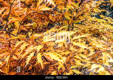 Europäische Buche, Fagus sylvatica 'Asplenifolia', Herbstlaub Stockfoto