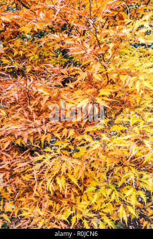 Europäische Buche, Fagus sylvatica 'Asplenifolia' der Herbst hinterlässt Herbstfarben Stockfoto