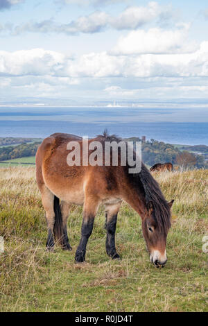 Exmoor pony auf Exmoor, Exmoor National Park, Somerset, England, Großbritannien Stockfoto