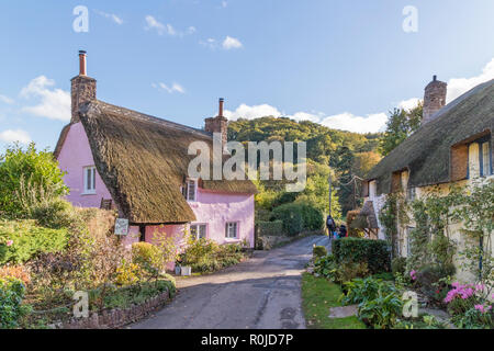 Reetgedeckte Cottages in das attraktive Dorf Dunster, Exmoor National Park, Somerset, England, Großbritannien Stockfoto