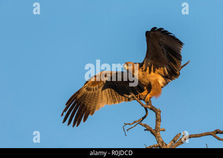 Tawny Eagle (Aquila rapax), Zimanga Private Game Reserve, KwaZulu-Natal, Südafrika Stockfoto