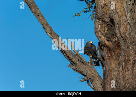 African Harrier - Hawk (gymnogene) (Polyboroides typus), Kgalagadi Transfrontier Park, Südafrika Stockfoto