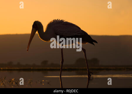 Yellowbilled Stork (mycteria Ibis), Zimanga Private Game resewrve, KwaZulu-Natal, Südafrika Stockfoto