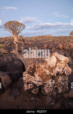 Tot Köcherbaum (köcherbaum) (Aloidendron dichotomum, früher Aloe dichotoma), Köcherbaumwald, Keetmanshoop, Namibia, Stockfoto