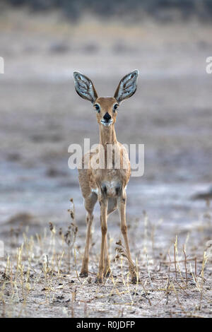 Steinböckchen weiblich (Raphicerus campestris), Kgalagadi Transfrontier Park, Südafrika Stockfoto